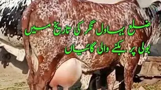 In history of bhawlnagr Top Rohi Cows For sale at Shah muhmmad Dairy farm in punjab wacth and Cheq
