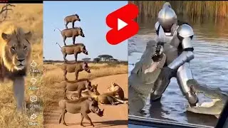Reaction videoThe ultimate durability test. 🛡️🐊 We took the#kumbhira#tiger
