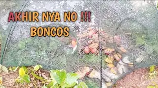 Cara Pasang Bubu Payung Agar Tidak Boncos. #pareasquadparam