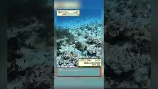 Pokemo: Octillery 🐙 vs Bruxish 🐟 irl ....#Pok&eacute;mon #pokemon #pokemoncommunity #fyp#memes