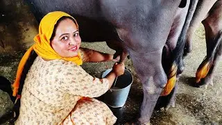 Woman Milking Buffalo🐃 || Hand Milking🥛 Video || Punjabi Culture || Indian Lifestyle