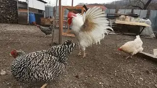 🐓 Hens - Vlogs 684