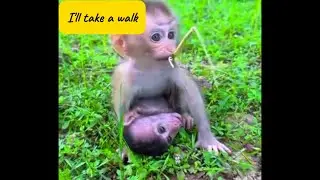 A Baby Monkey’s Little Walk 🐒 | Too Cute to Handle