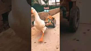 Funny duck meme #funnytemplates #duckmeme #shortvideo #shorts #short #shortsviral