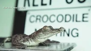 American crocodiles making a come back in South Florida thanks in part to FPL canals