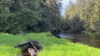 Wolf Scat Detection Dog Makes a Find