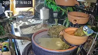 Später Nachmittag am Vogel-Spa, die Meisen baden in der Abenddämmerung (07.11.2025)