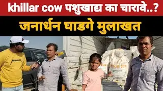 khillar cow animal feed janardan ghadge interview /kgbailpremi