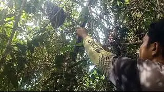 យកឃ្មុំផ្លិតនឹងឃ្មុំចង្អេរ/big honey and small honey 