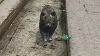 10 hours of walking in Los Santos as a Cat (60FPS)