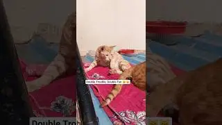 Two Cats Playing Together🐱 #cutecat #playingcat #funnycat #ytshorts #viral