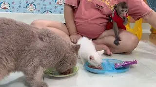 Monkey baby Bob funny watching kitten eat pate