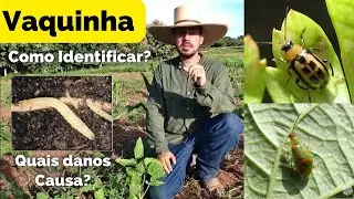 Vaquinha: Um Pequeno Besouro que pode Acabar com Sua Lavoura