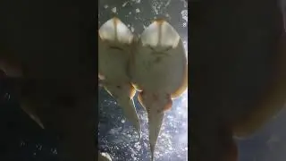 শাপলা মাছ
