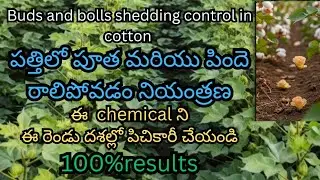 Cotton Bud and boll shedding control|cotton flower droping control