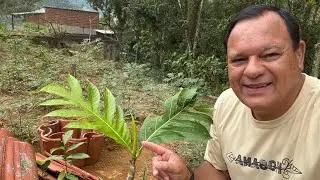 PLANTEI MUDA DE FRUTA PÃO ENXERTADA + MUDA DE ABACATE NO RECANTO.