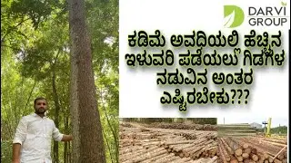 Importance of Spacing in Timber ( Melia, Mahagony, Teak)