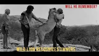 Christian the Lion: Remembered His Rescuers After Years in Wild (Kenya, 1969-1971)