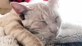 Face Cat Massage | How to give A Cat A Massage 😃