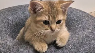 Как котёнка приучить пить воду 😊