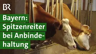 Tierwohl f&uuml;r K&uuml;he: Weidehaltung, Laufstall, Anbindehaltung? | Landwirtschaft | Unser Land | BR