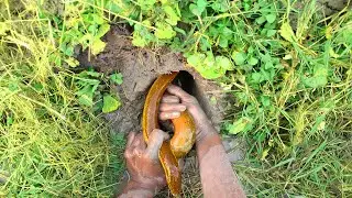 Best Eel Fishing Technique | Boy Hunting Eel Fish From Under Deep Mud Hole