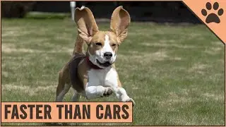 10 Fastest Dog Breeds On The Planet