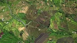 Rice fields. Bali. 2019