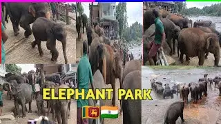 BIG ELEPHANTS #babyelephant #elephant #animals #wildliferescue #animallife #elephantattack #zoo #sl 