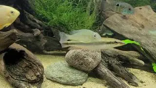150 gal mixed cichlid tank