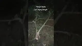 Keras angin nikn