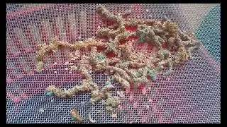 Tenébrios x Mariposa (Traça do Farelo)