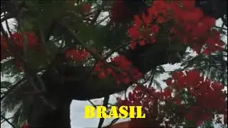 Cidade Praiana Brasil