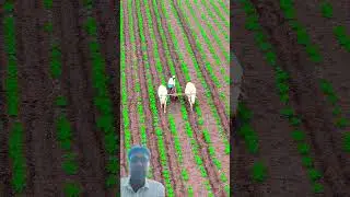 how to forming #song #music #viral #farm #farming #pepperspray #bonsaitree