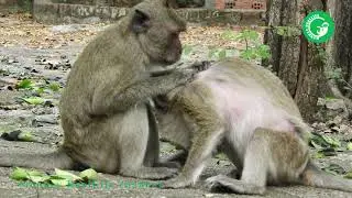 Update, Mother Monkey Abigail Still Stay Alone and Feeling Sad| Heidi Group