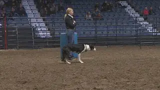 Cattle dogs are scoring big points at Canadian Western Agribition