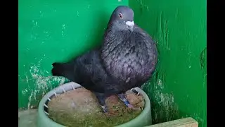 El Moro Pigeon Show. 