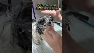 Kill fleas soothe skin #DogGrooming #DogGroomingTips #TheSuperGroomer ￼