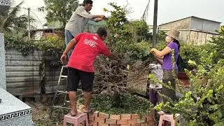 Xuống lá siêu bông HM cây giống dưới bồn sau 2 năm không nở hoa 24/11/2025