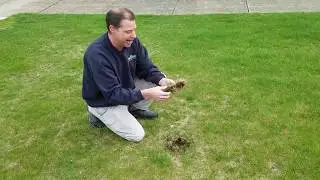 What is Thatch? How can it affect your lawn?