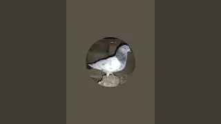 Salman Pigeon Vlogs  is live!