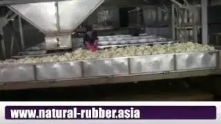 The production process of natural rubber SVR-3L, SVR5