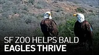 Bald Eagle Population Is Flourishing Once Again in California