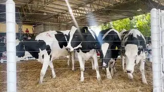 Remates de CAMIL en Irigoyen, San Carlos C., Sta. Clara de B. Vista, Arroyo Aguiar y San Francisco