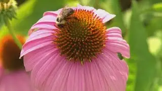 Tennessee purple coneflower rebounds from brink of extinction