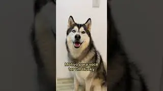 QUER UM HUSKY? VEJA ESSE V&Iacute;DEO | #Shorts