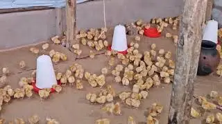 HOW TO BROOD YOUR CHICKS 100% EASYLY FROM DAY ONE #uganda #poultry #broody