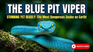 THE BLUE PIT VIPER: The Most Stunning Yet Deadly Snake on Earth