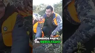 💥ABATIMOS 4 JABALIS 🌳🐗 #cazamayor #monteria #cazaesp #jabal&iacute; jabali