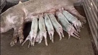 Piglets & Breeding Pigs for Sale | Buy Mini Pigs, Pregnant Sows & Pet Pigs